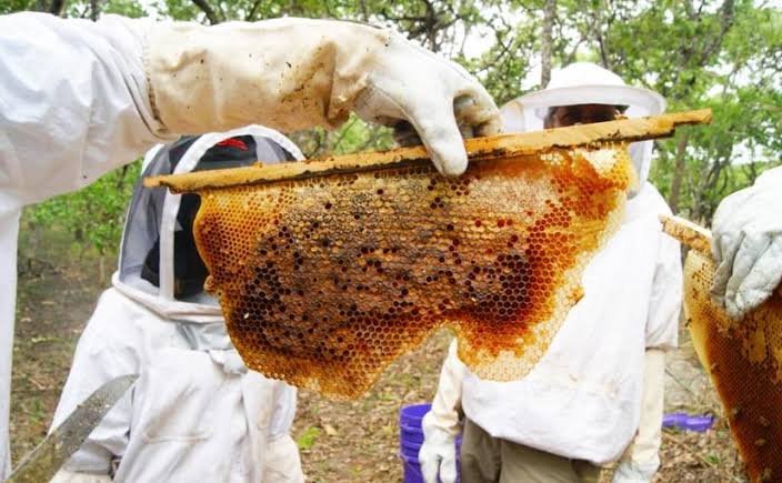 Beekeeping Apiculture Tanzania