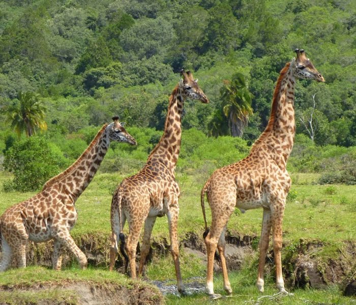 Arusha National Park Safari