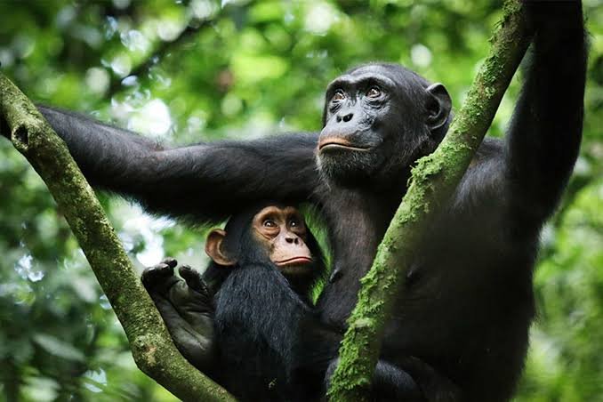 Gombe Stream National Park Safari