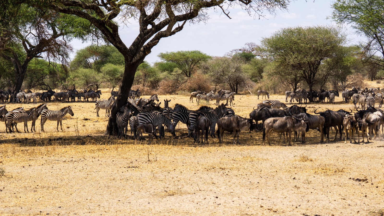 Tanzania Safari Adventures - Ludaliko Tours