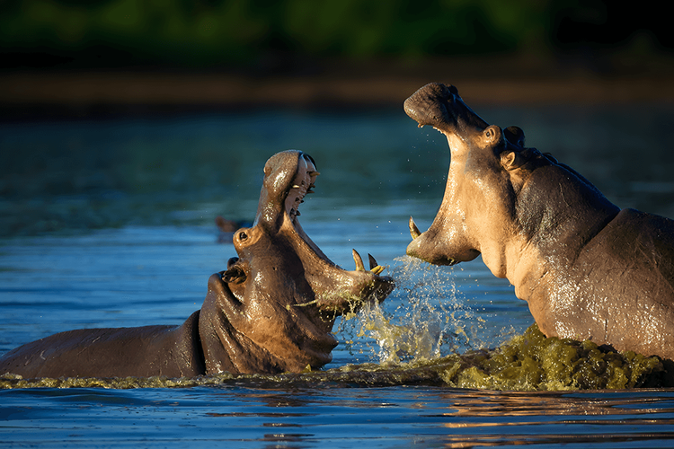 Katavi National Park Safari