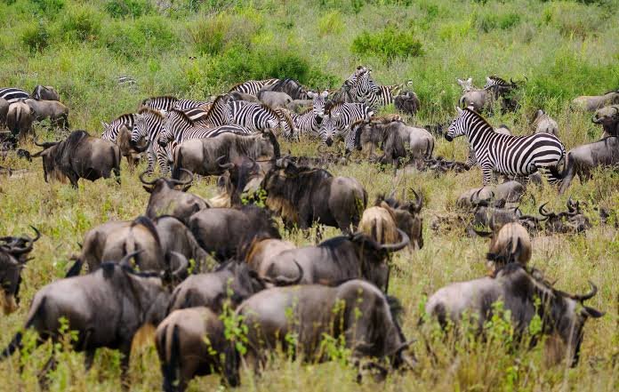 Ngorongoro Crater Safari