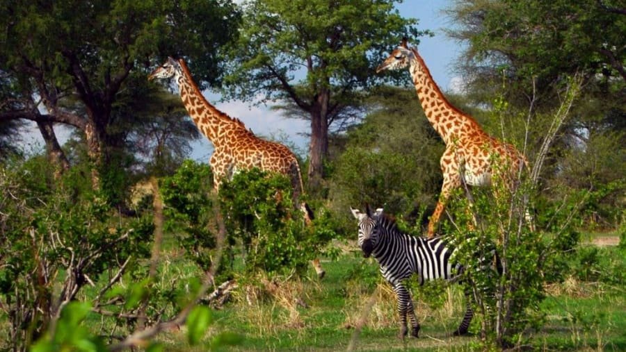 Ruaha National Park Safari